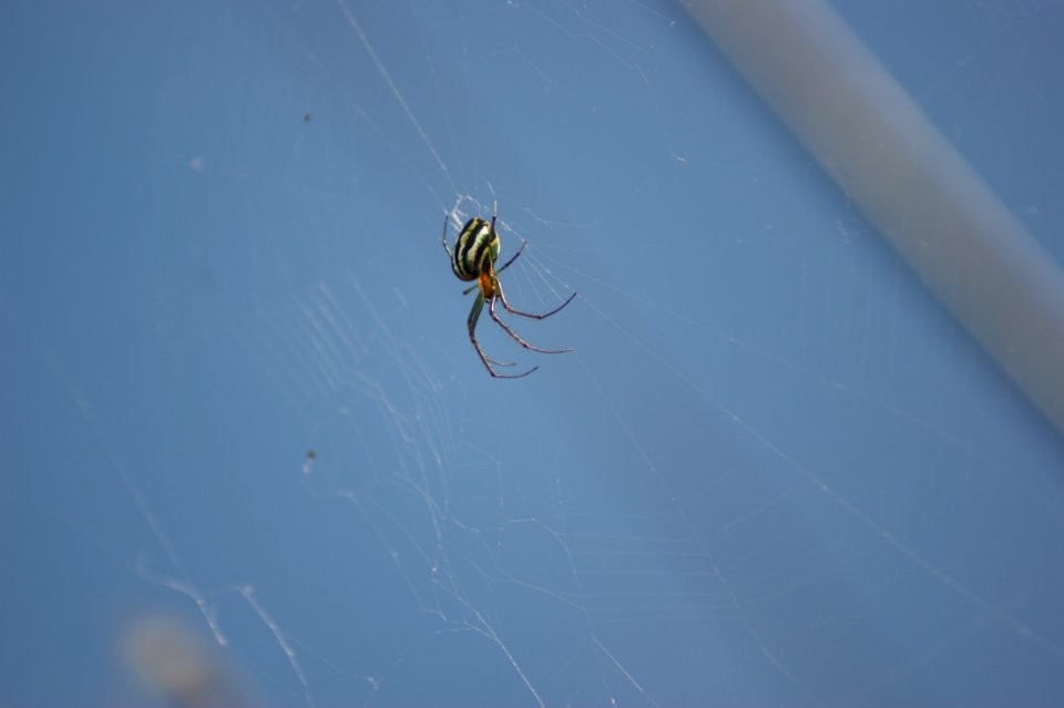 Spider Arachnid Invertebrate Arthropod