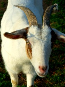 Goats Goat Horn Cow Goat Family
