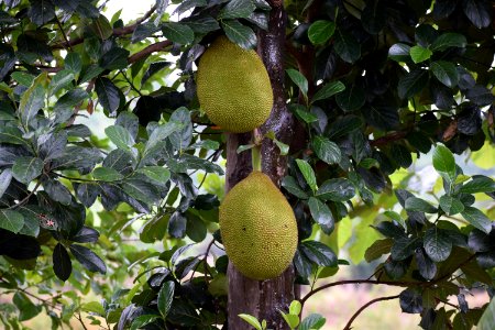 Jackfruit Artocarpus Cempedak Fruit Tree photo
