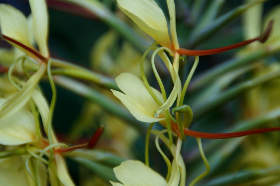 Plant Flower Flora Plant Stem