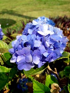 Flower Blue Plant Hydrangea photo