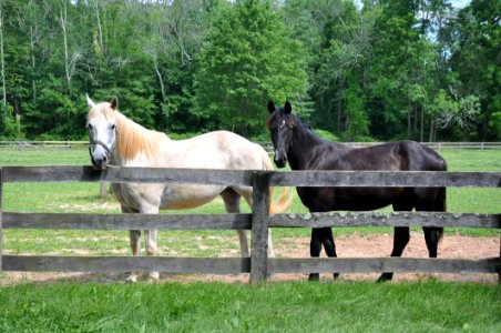 Horse Pasture Mare Grass
