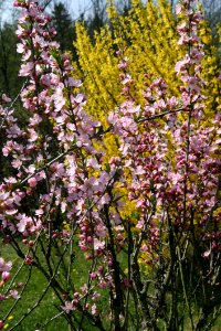 Plant Flower Spring Flora