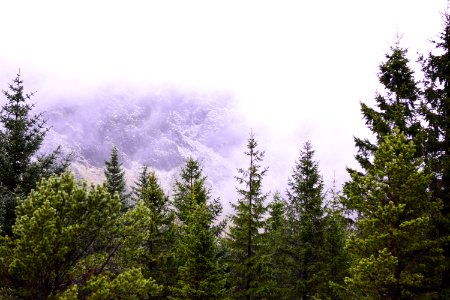 Ecosystem Tree Sky Spruce Fir Forest