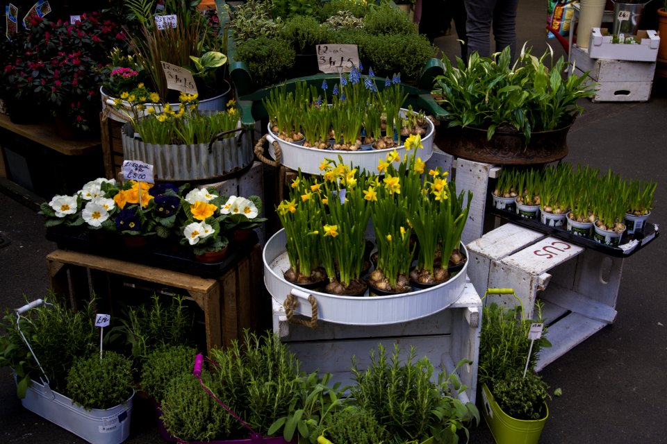 Plant Floristry Flower Flowerpot