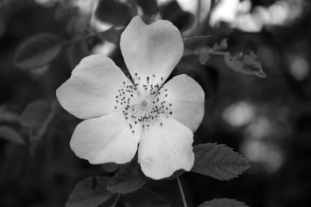 White Black And White Flower Monochrome Photography