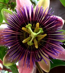 Flower Plant Passion Flower Passion Flower Family photo