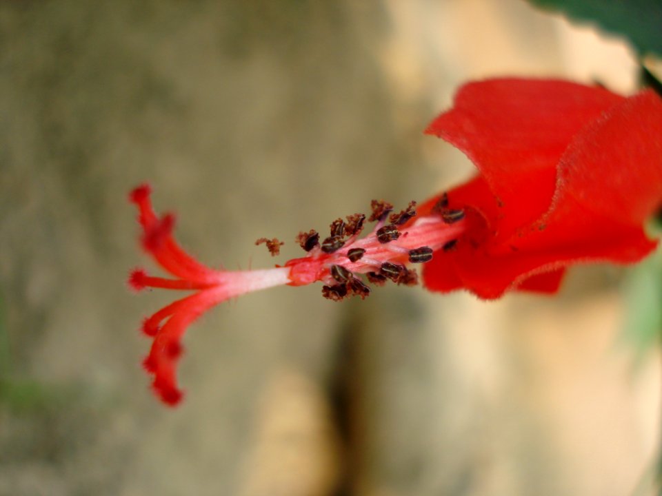 Red Flower Flora Plant
