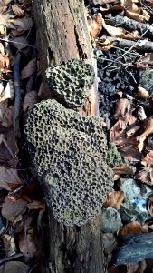 Fungus Tree Rock Trunk