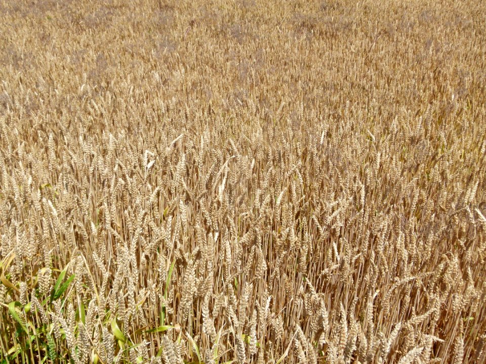 Crop Field Grass Family Food Grain