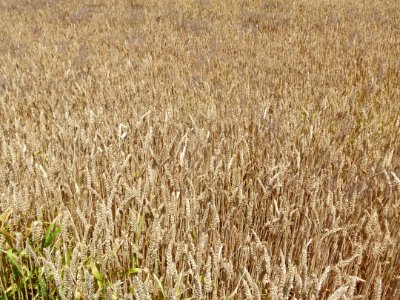 Crop Field Grass Family Food Grain