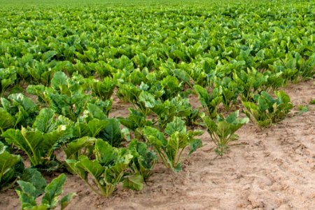 Agriculture Field Crop Plant