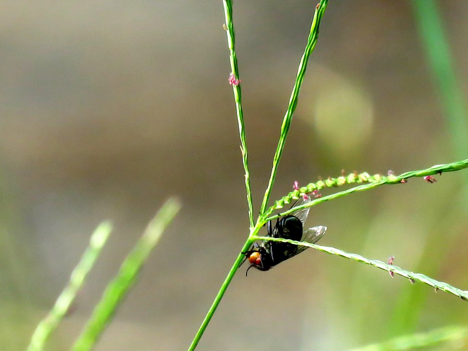 Insect Damselfly Dragonfly Invertebrate photo