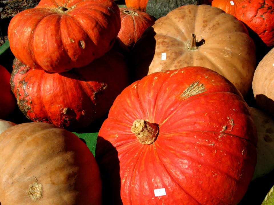 Winter Squash Cucurbita Vegetable Calabaza