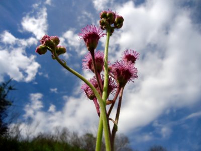 Sky Flower Plant Flora photo