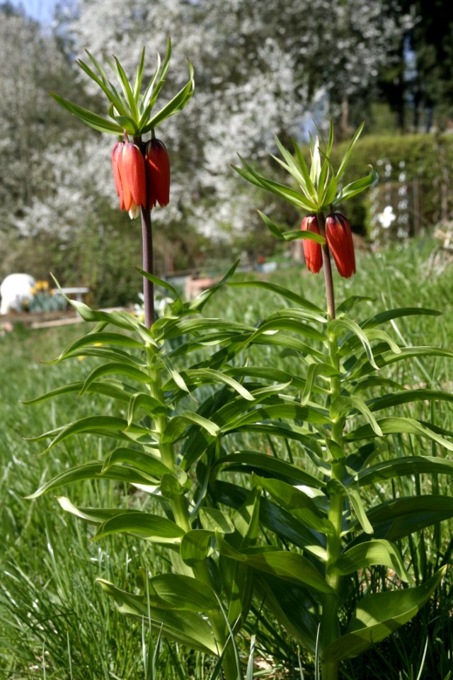 Plant Vegetation Flower Fritillaria