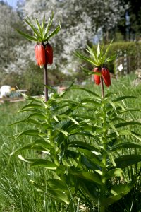 Plant Vegetation Flower Fritillaria
