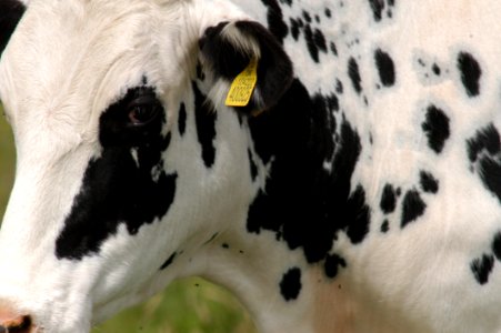 Cattle Like Mammal Dairy Cow Dairy Close Up photo