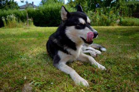 Dog Like Mammal Dog Siberian Husky Dog Breed photo