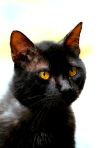 Cat Whiskers Black Cat Mammal photo