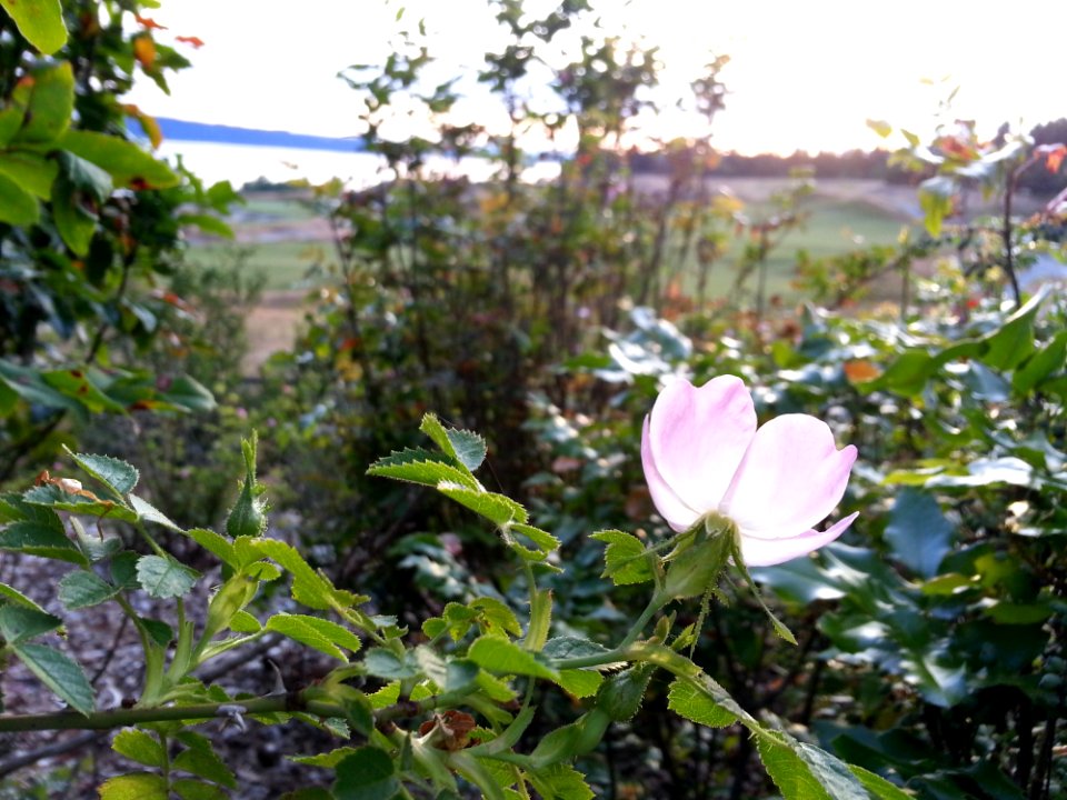 Plant Flower Flora Vegetation