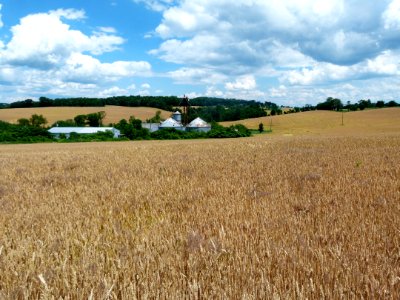 Field Crop Agriculture Grass Family