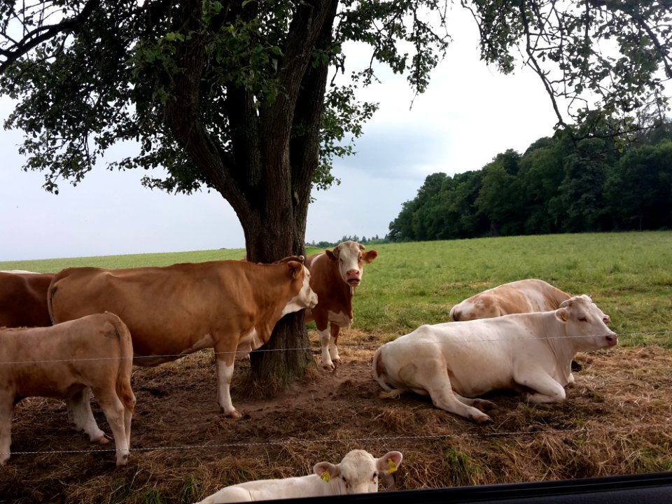 Cattle Like Mammal Pasture Grazing Herd
