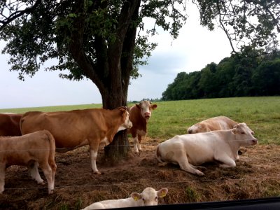 Cattle Like Mammal Pasture Grazing Herd photo
