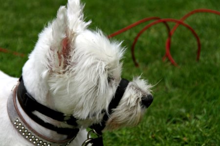 Dog Breed Dog Like Mammal Dog West Highland White Terrier photo