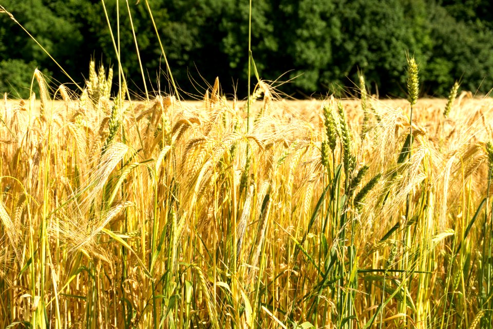 Food Grain Wheat Triticale Crop