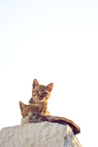 Cat Small To Medium Sized Cats Mammal Cat Like Mammal photo