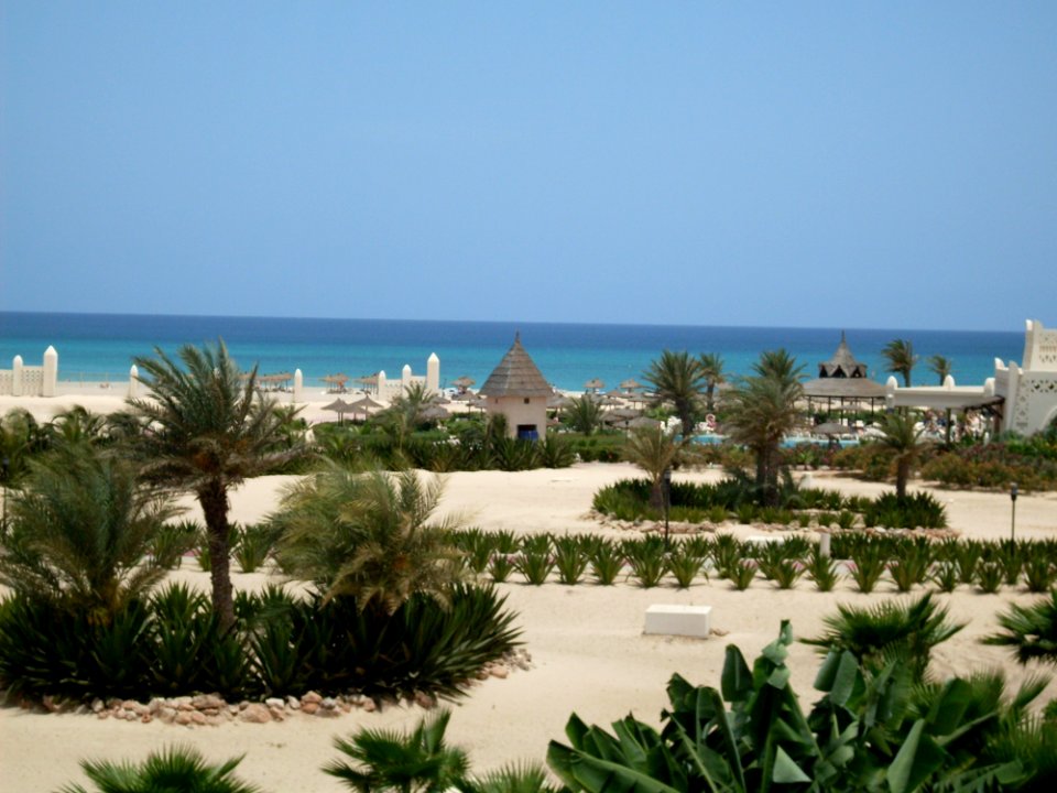 Resort Sea Palm Tree Arecales