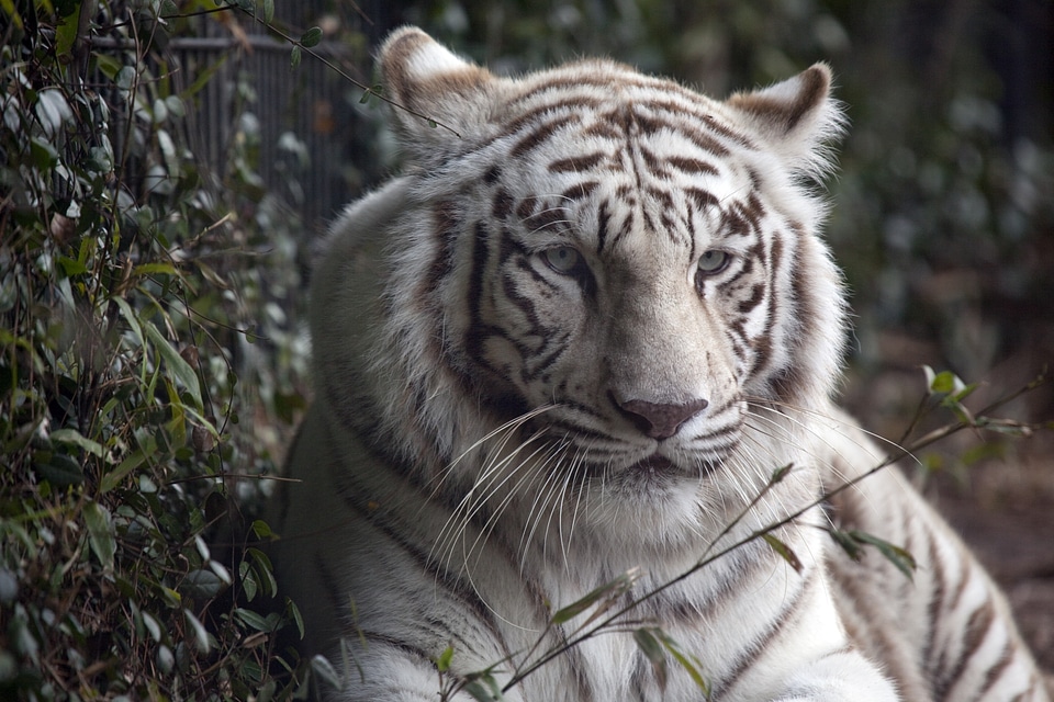 Fur wildlife predator