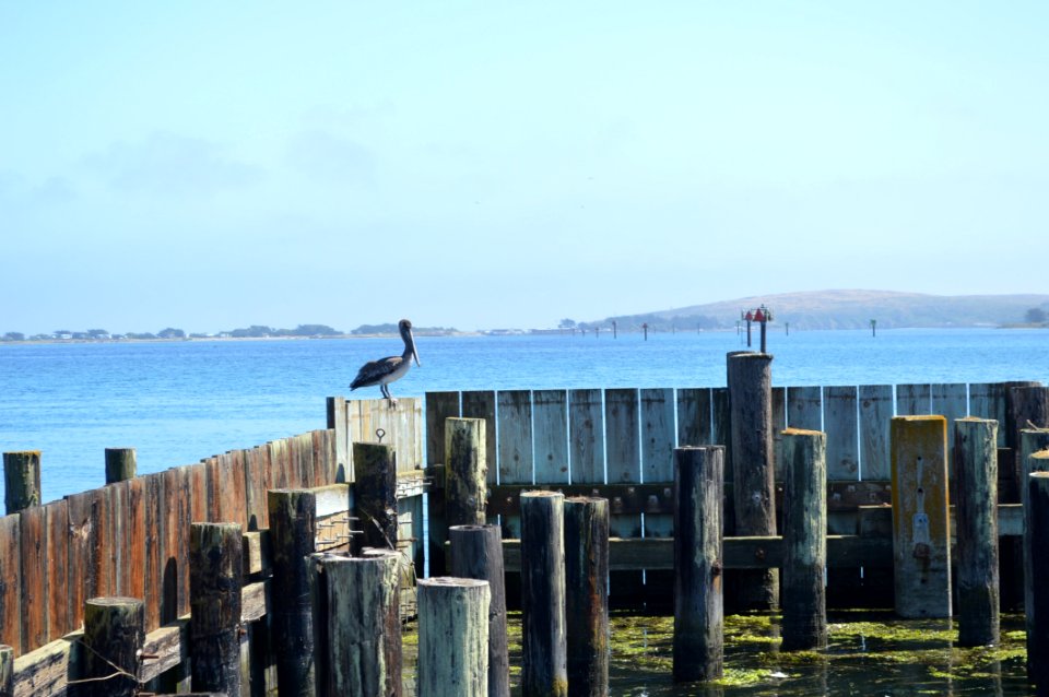 Sea Body Of Water Pier Ocean