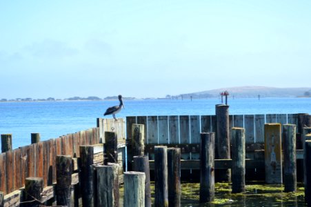 Sea Body Of Water Pier Ocean