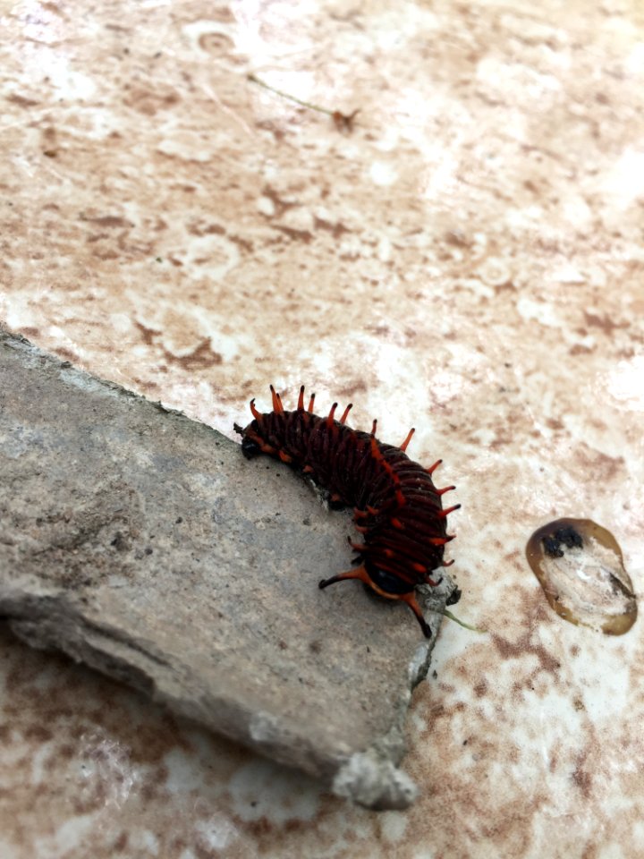 Invertebrate Larva Insect Caterpillar