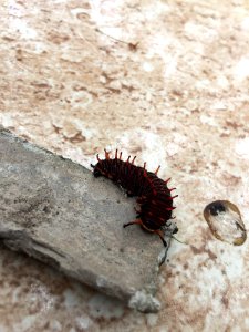 Invertebrate Larva Insect Caterpillar