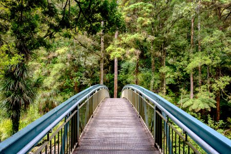 Nature Vegetation Path Nature Reserve photo