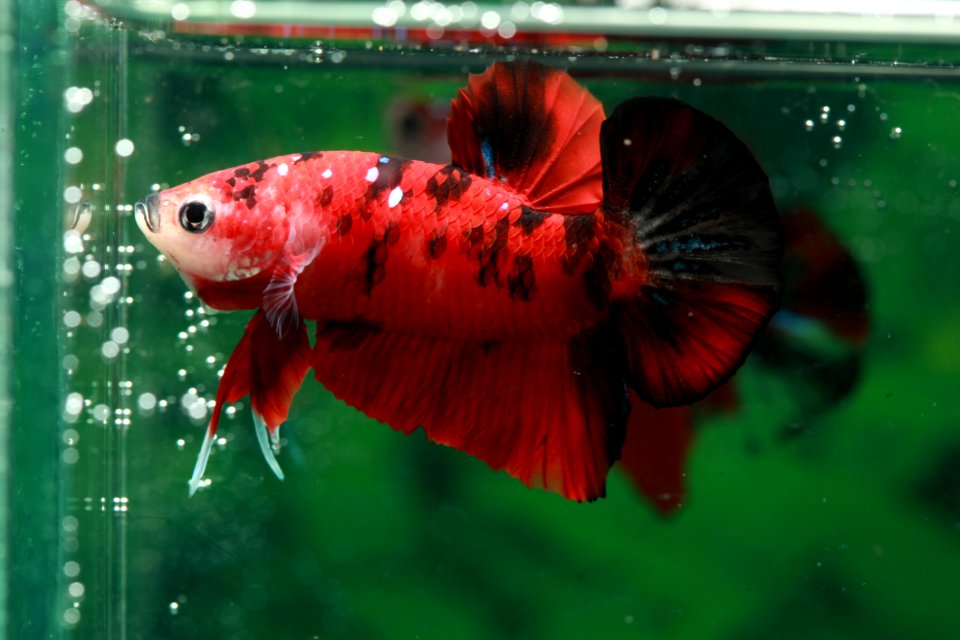 Fish Organism Freshwater Aquarium Insect