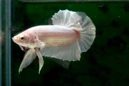 Fish Fauna Water Marine Biology