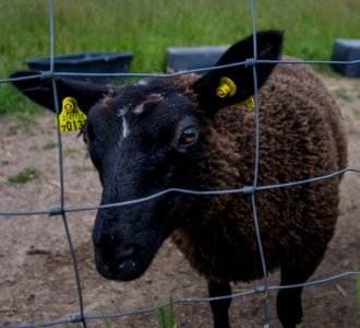 Sheep Horn Cow Goat Family Grass photo