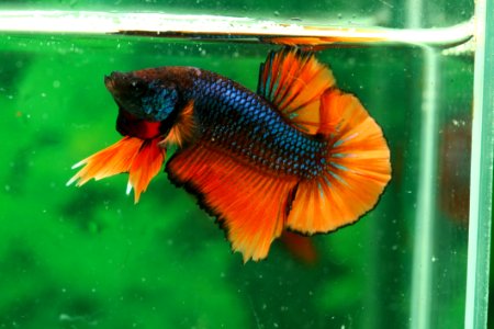 Fish Freshwater Aquarium Orange Organism photo