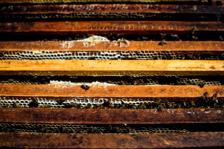 Track Wood Wood Stain Material