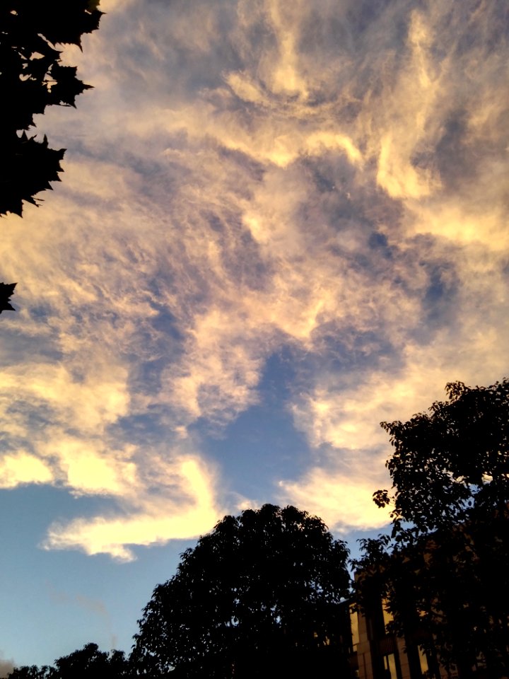 Sky Cloud Atmosphere Tree