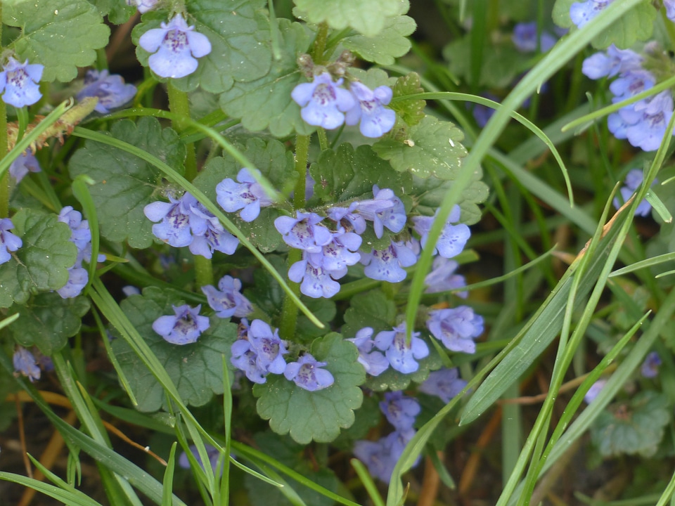 Bloom plant wild flower