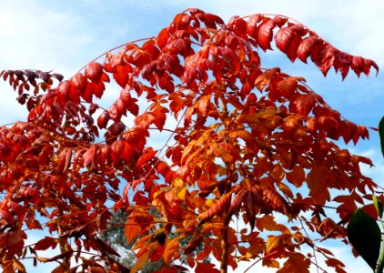 Leaf Flora Tree Autumn photo