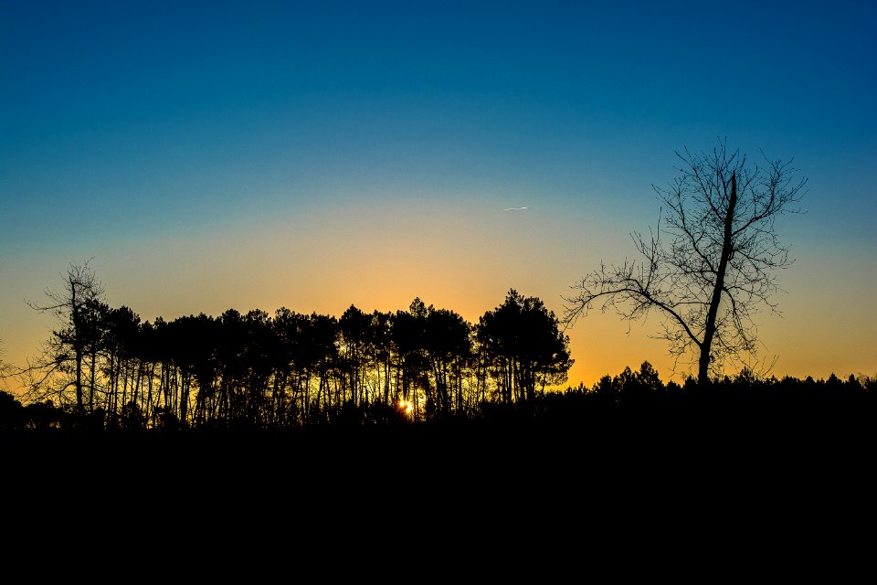 Sky Nature Tree Dawn photo