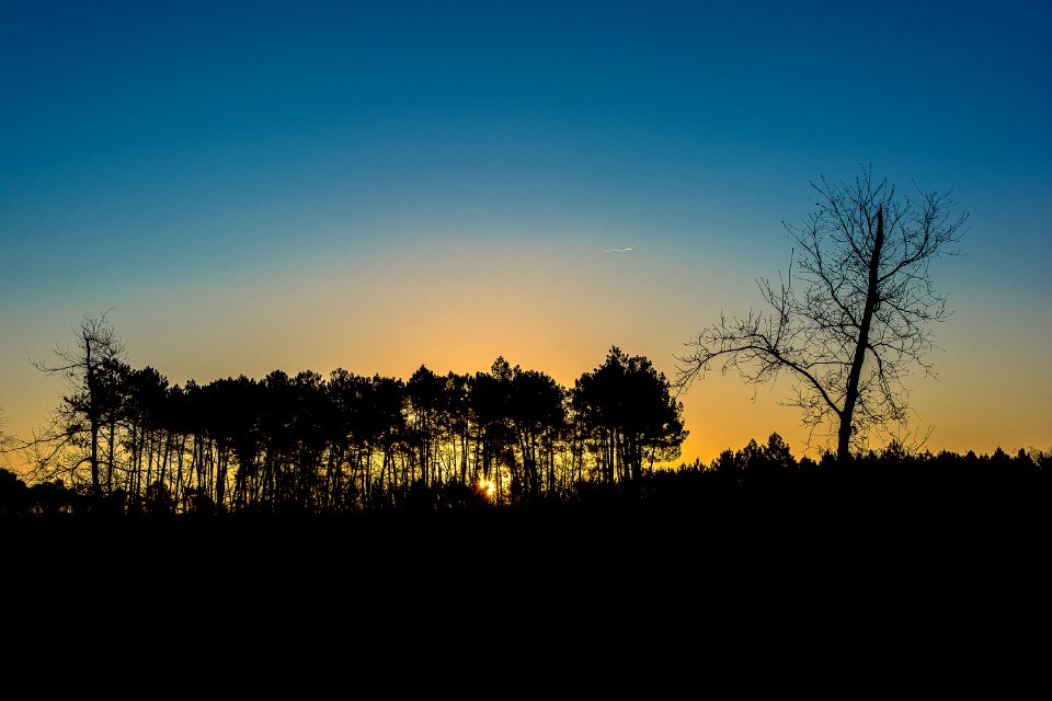 Sky Nature Tree Dawn