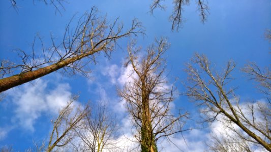 Sky Tree Branch Woody Plant photo