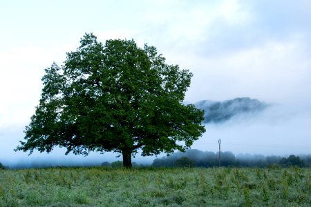 Tree Sky Woody Plant Vegetation photo